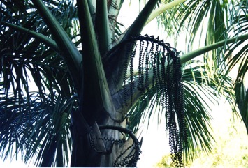 Tree of Life, Buriti Nut