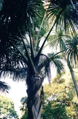Tree of Life, Buriti Nut