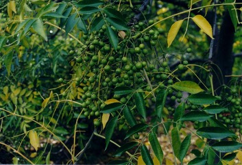 Bead tree, Cape lily