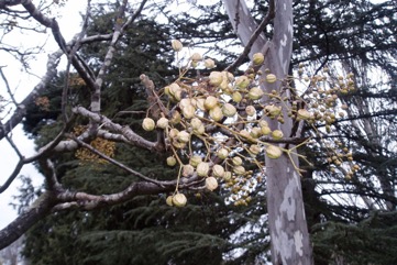 Bead tree, Cape lily