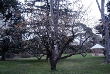 Bead tree, Cape lily