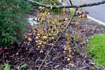 Bead tree, Cape lily
