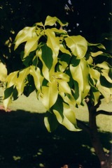Spanish lime, Mamoncillo, Genip