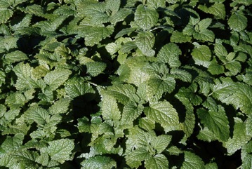 Lemon balm