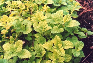 Lemon balm