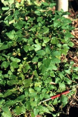 Lemon balm