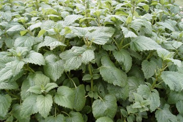 Lemon balm