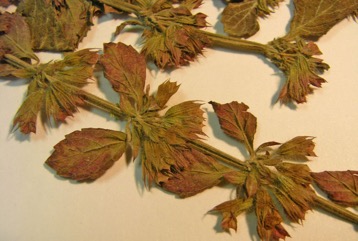 Lemon balm