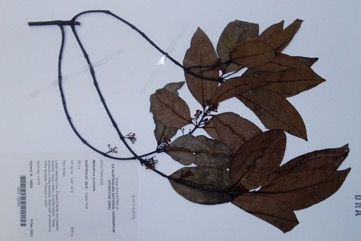 Bellbird vine, Apple vine, Harlequin Fruit