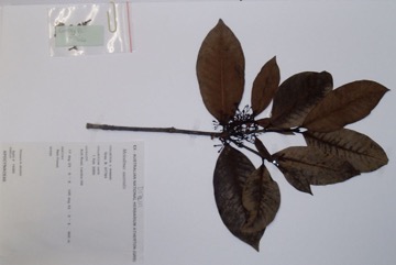Bellbird vine, Apple vine, Harlequin Fruit