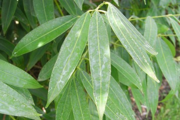 Indian rose chestnut