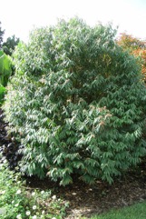 Indian rose chestnut
