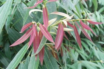 Indian rose chestnut