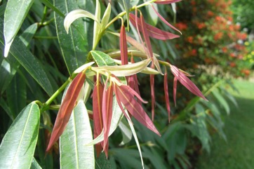 Indian rose chestnut