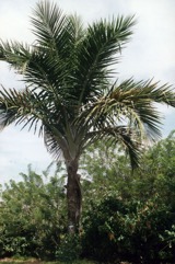 Solomon’s sago