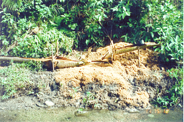 Solomon’s sago