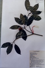 Red Coondoo, Spanish cherry, Star flower tree