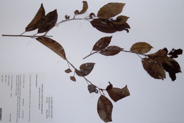 Red Coondoo, Spanish cherry, Star flower tree