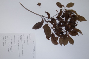 Red Coondoo, Spanish cherry, Star flower tree