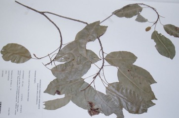 Red Coondoo, Spanish cherry, Star flower tree