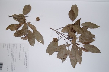 Red Coondoo, Spanish cherry, Star flower tree
