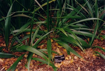 Weevil lily, Palm-grass, Star-grass