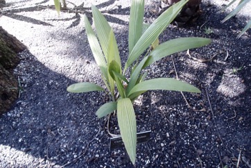 Weevil lily, Palm-grass, Star-grass