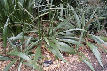 Weevil lily, Palm-grass, Star-grass