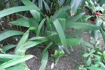 Weevil lily, Palm-grass, Star-grass
