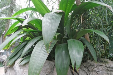 Weevil lily, Palm-grass, Star-grass