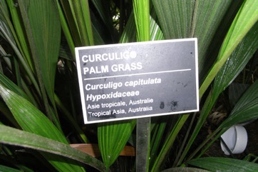 Weevil lily, Palm-grass, Star-grass
