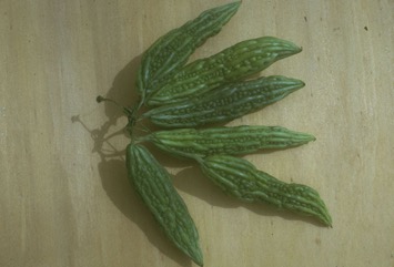 Bitter cucumber