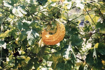 Bitter cucumber
