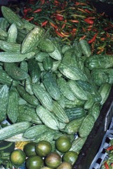 Bitter cucumber