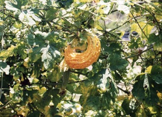 Bitter cucumber