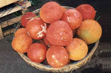 Spiny bitter cucumber, Chinese bitter-cucumber