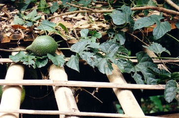 Spiny bitter cucumber, Chinese bitter-cucumber