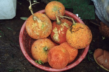 Spiny bitter cucumber, Chinese bitter-cucumber