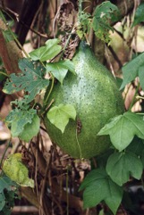 Spiny bitter cucumber, Chinese bitter-cucumber