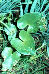 Arrow-leaf monochoria