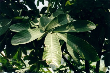 Calabash nutmeg