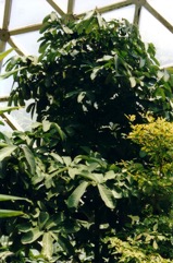 Calabash nutmeg