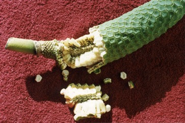 Ceriman, Monsteria
