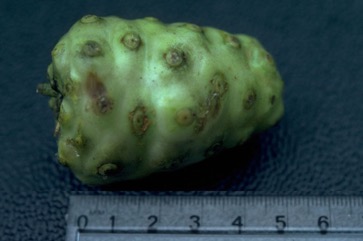 Indian mulberry, Noni