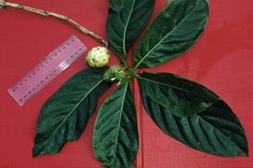 Indian mulberry, Noni