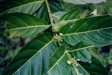 Indian mulberry, Noni