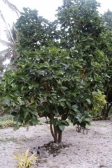 Indian mulberry, Noni