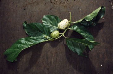 Indian mulberry, Noni