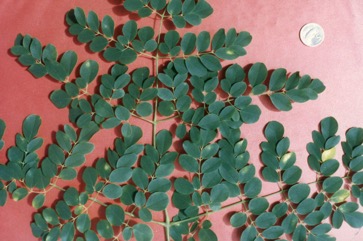 Horseradish tree, Drumstick Tree, Moringa
