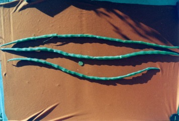 Horseradish tree, Drumstick Tree, Moringa